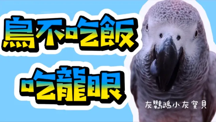 圖片來源:YouTube 灰鸚鵡小灰寶貝