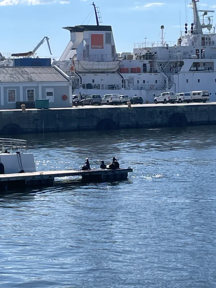 好多海狗愛死了，許願下次看到大海象