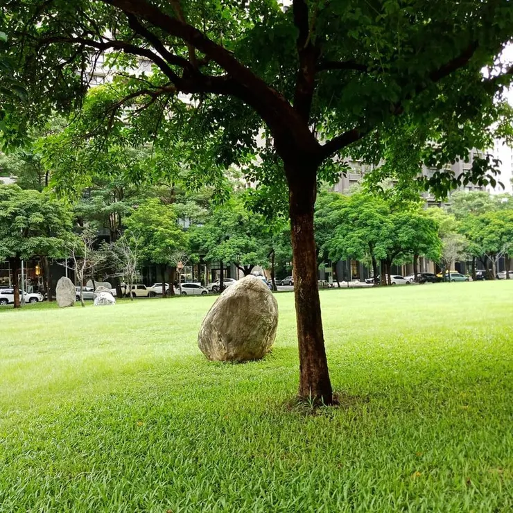 有如「種」在樹下大石 (作者拍攝)