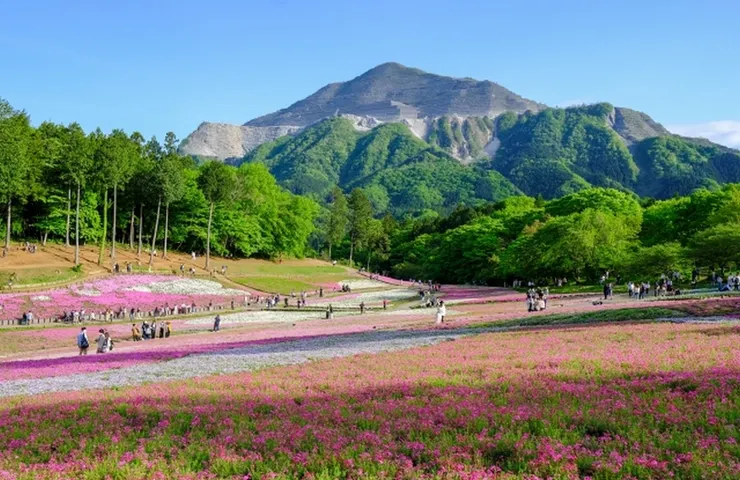 日本埼玉縣羊山公園 (圖片來自Photo-ac)