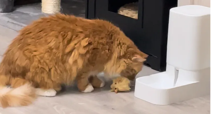 給寶貝們『正規獵物』，可以降低貓奴襪子失蹤的機率。