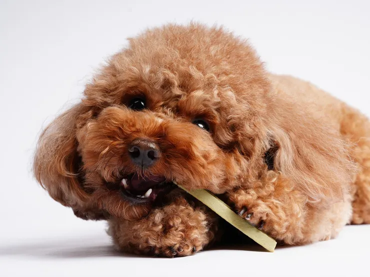 圖說：倍力「WOW！益生菌潔牙片」添加KT-11益生菌與柿子萃取物，主打90 秒瓦解口腔臭氣危機，並透過W型結構深入清潔牙齦溝槽。（資料來源：倍力寵物健康食品）