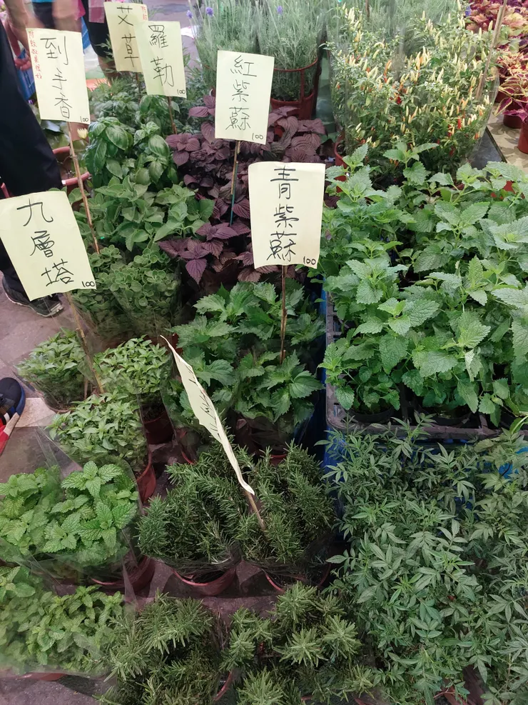香料植物