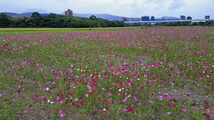 關渡花海