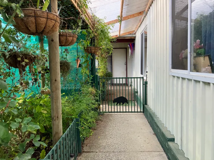 最喜歡的 Cheryl 家是個袋熊中途之家