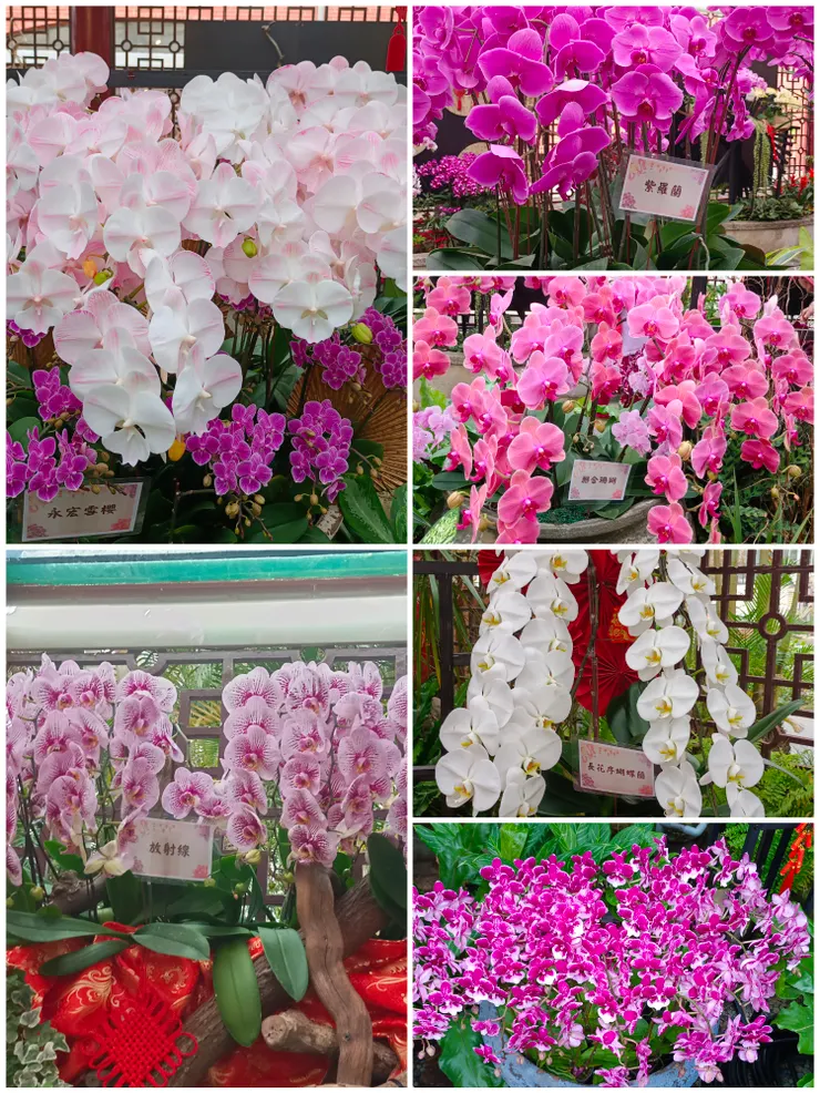 蘭花