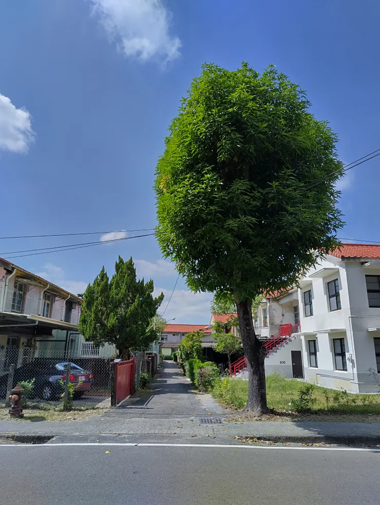 在老眷村建築物與大樹構築的畫面中，瀰漫著一股寧靜的古樸感，讓人深深沉浸在時光慢流的氛圍裡。
