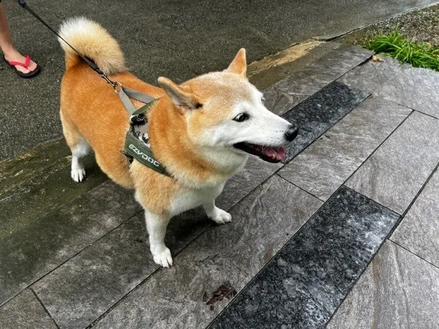 來陪吃飯的柴柴-FuKu