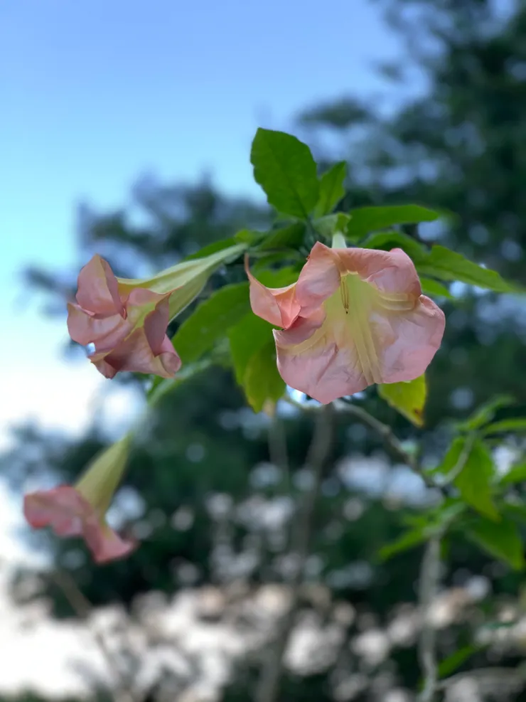 路邊採擷的曼陀羅開花了,山居生活充滿驚喜。