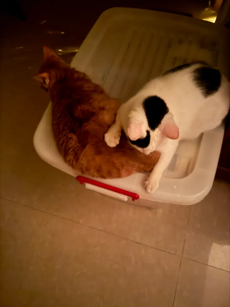 冷天睡在整理箱上格外溫暖！