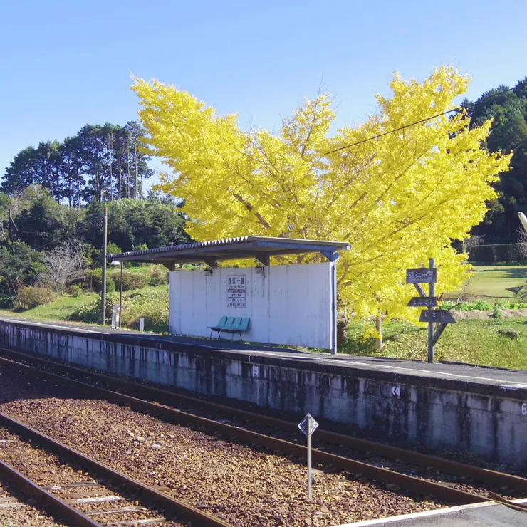 金黃銀杏當作背景的遠江一宮站