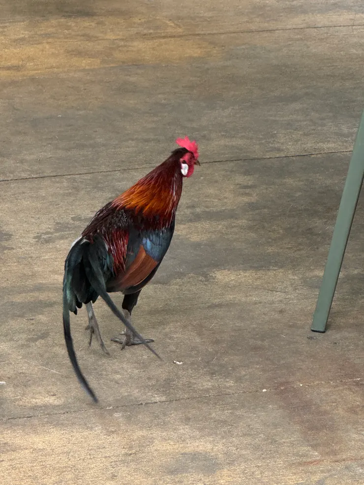 路上巧遇雞朋友