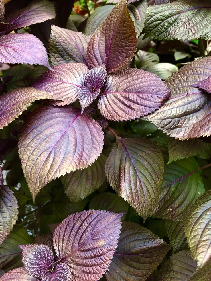 一大片美麗的紅紫蘇