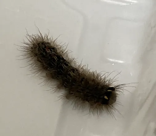 圖片來源：農業知識入口網