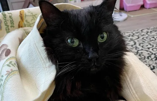 『差點』失蹤的室內貓二號黑黑，為了追後院的浪浪貓，趁我們開紗窗門時跑出去，然後一躍跳到隔壁院子，找到時正躲在鄰居院子牆角哭泣中。