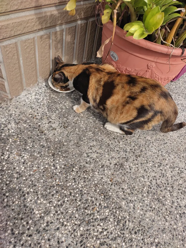 三花貓：喵~吃飯飯了！