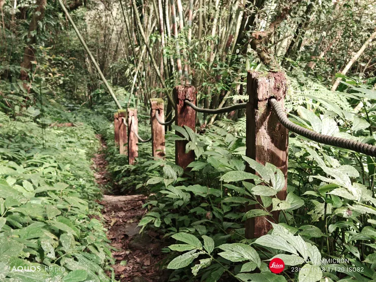 腐朽的山徑扶手(SHARP AQUOS R9 pro,23mm)