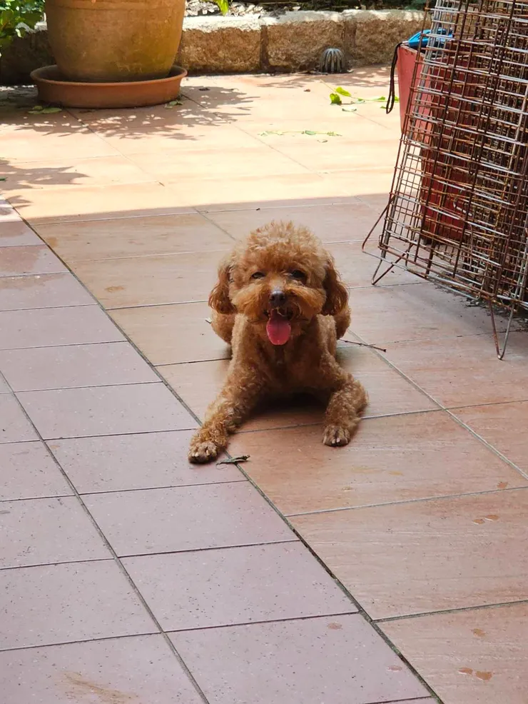 老大 Adelin 10歲5個月