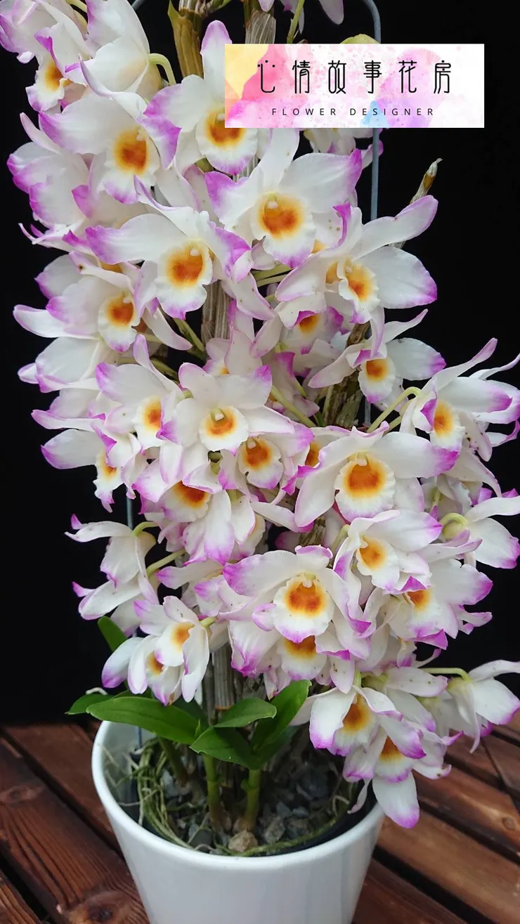 購買高品質春石斛 全省都可送 賴慶隆種植的超美蘭花