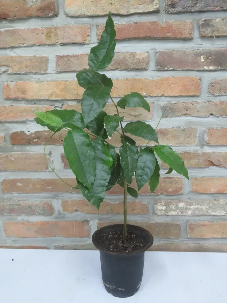 淡水社大112.11.21