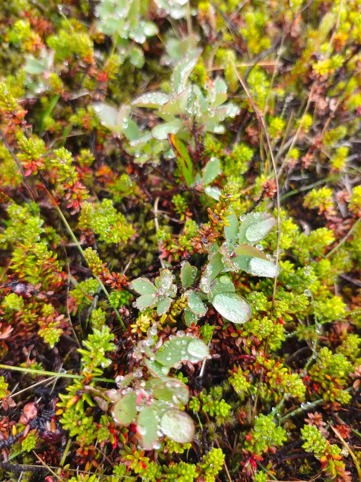 匍匐而生的苔蘚也有美麗的形貌及顏色。據導遊說,早年冰島人會取苔蘚墊在嬰兒床上,讓床鋪較有彈性。