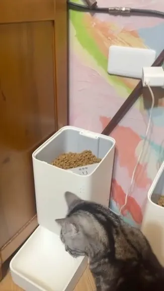 至於三隻貓怎麼搶自動餵食.... 那是後話了