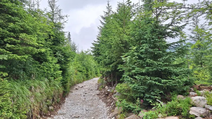 後半步道都是這種石頭路