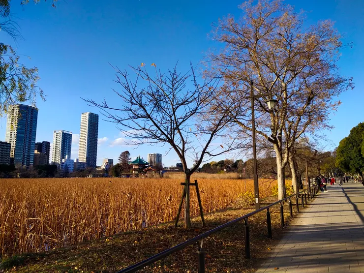 夕陽下的不忍池