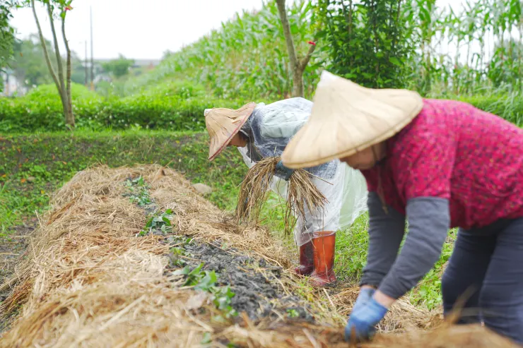 稻草是最天然也是容易取得的天然雜草抑制劑。