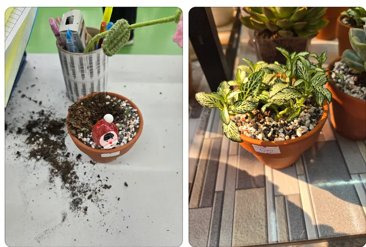 可憐的網紋草...