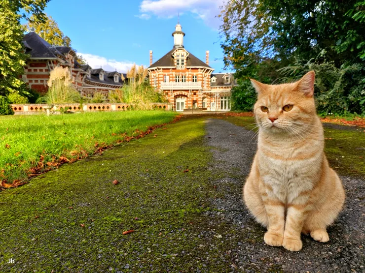 【民宿華美莊園廣袤歷史頗悠久！混這裡的貓，完全不怕人。】