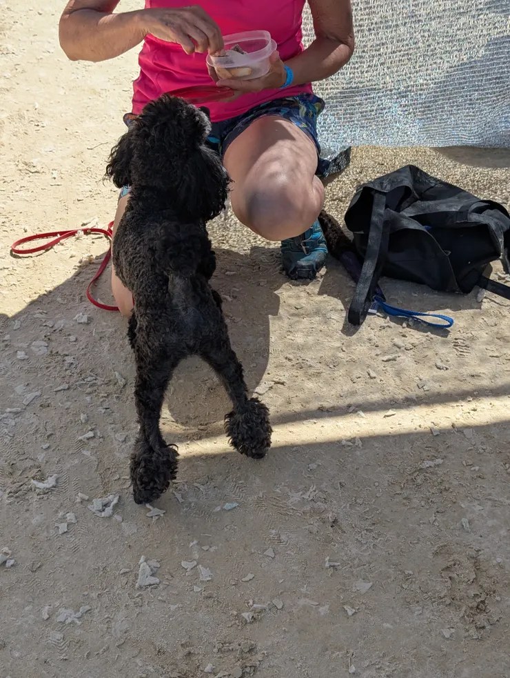 等著領獎勵的狗狗