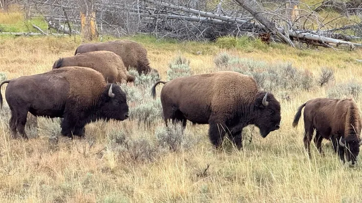 黃石公園裡的美洲野牛