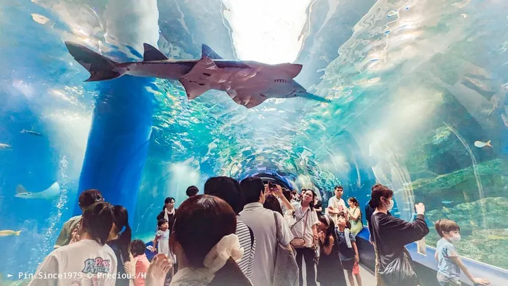 水中的光影隨著魟科等大型魚和洄游魚群翻湧出氣象萬千的浩瀚水域。