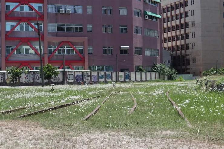 白茅花草漫布在廢棄的鐵道遺跡上