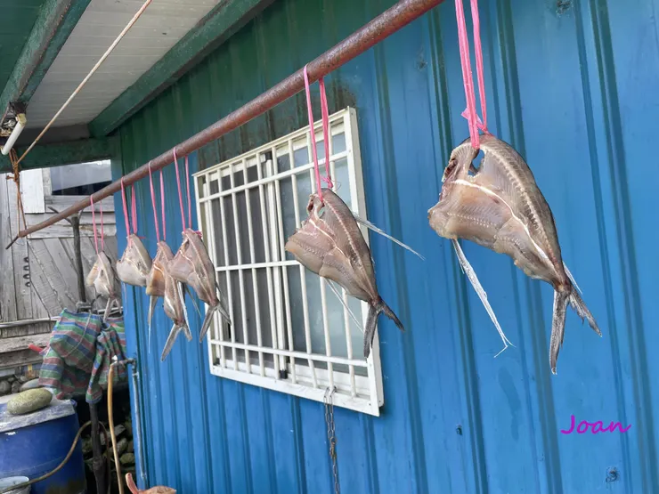 戶戶屋簷下晾曬著飛魚