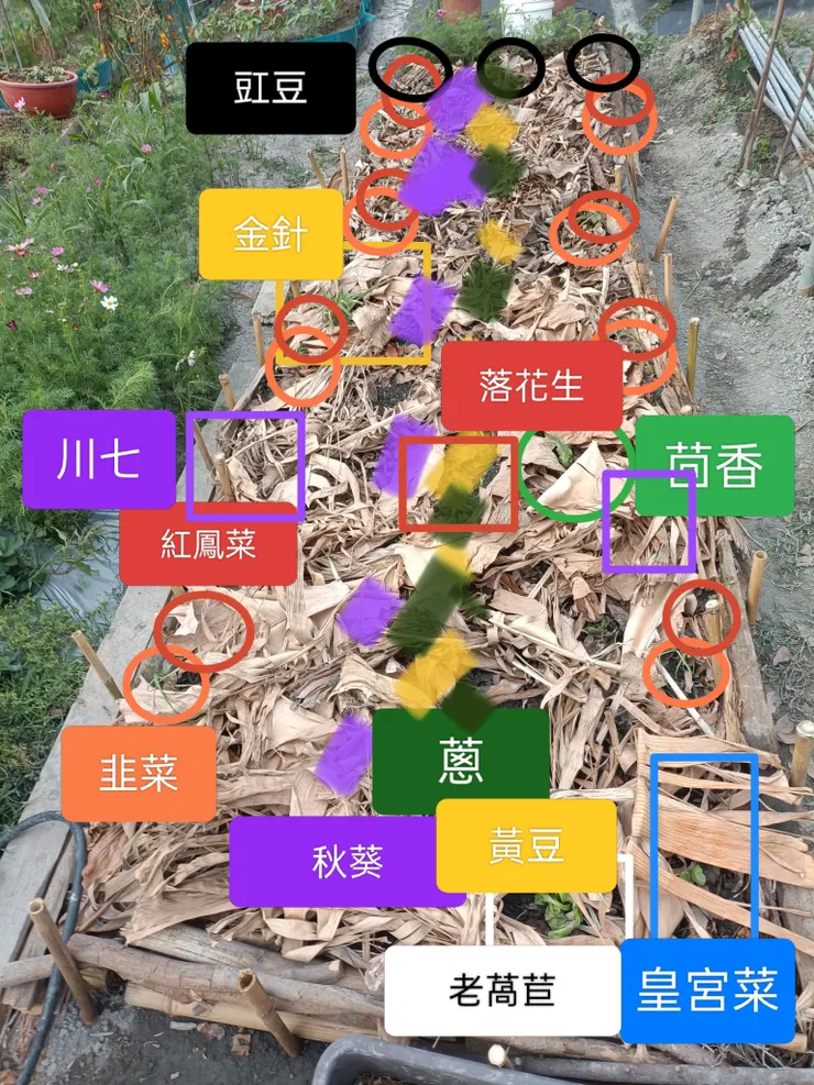 2026年3月31日種植