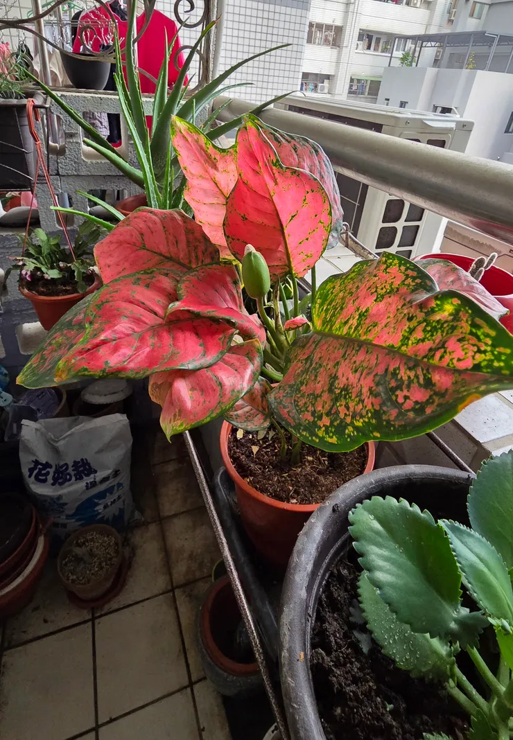 亞曼尼粗勒草,已有花苞。