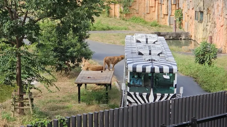 下午的獅子懶洋洋的
