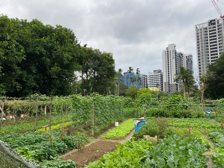 重畫區內即將消失的田園風景2023.12.2拍攝