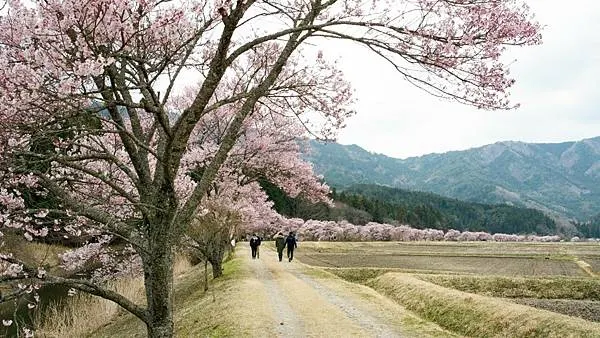 從城跡風華到夜櫻浪漫,一次看盡春之絢爛