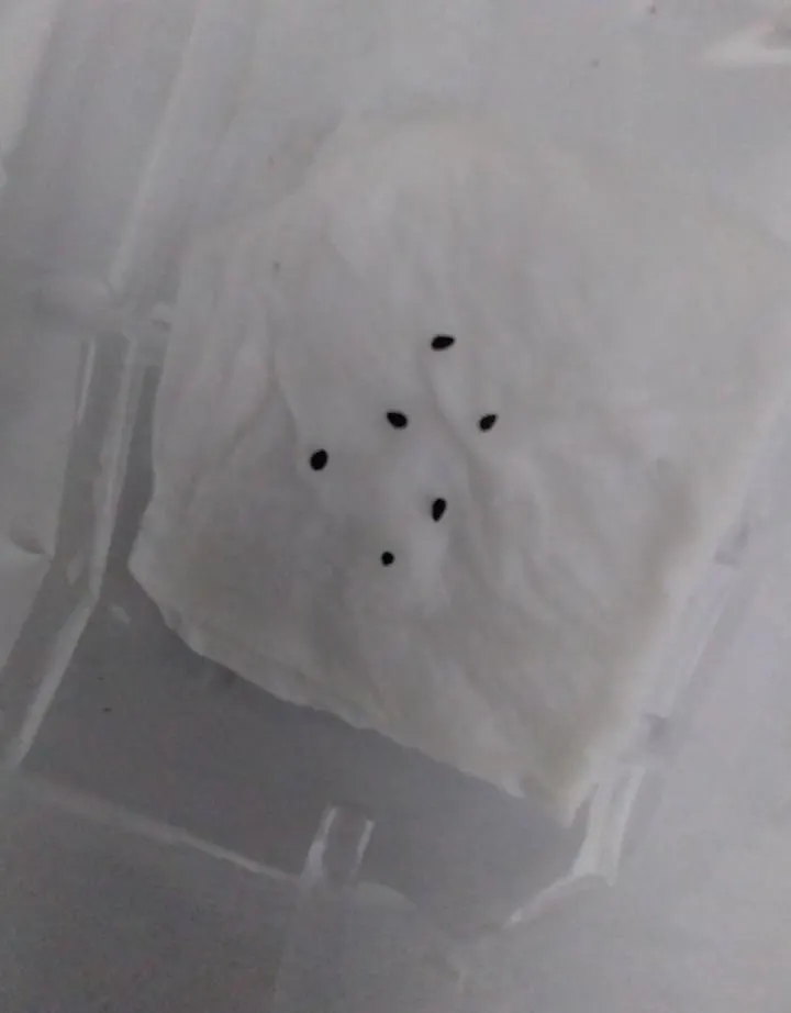 種子濕紙巾催芽