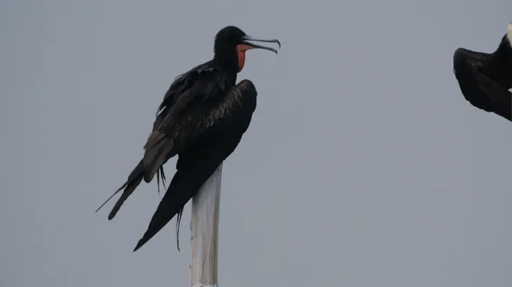 雄成鳥