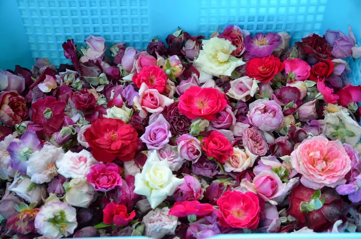 種類繁多的強香玫瑰:秋日胭脂、皇家胭脂、蜜妮、保加利亞香水、大花月季、法蘭西斯迪布勒依、若望保祿二世、龐帕度夫人、馬內、莫梅森的紀念品、秋大馬士革、主教城堡、紅色龍沙寶石、晨曦、雪拉莎德...