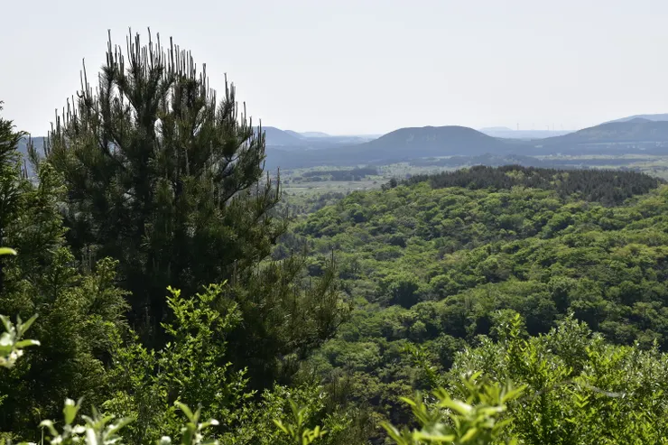 來到視野開闊的地方，回望一下茂密陰森的樹林。