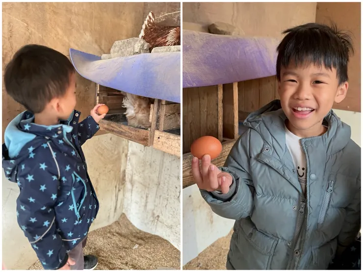 雞媽媽應該習慣了，你要拿就拿去吧，懶得啄你