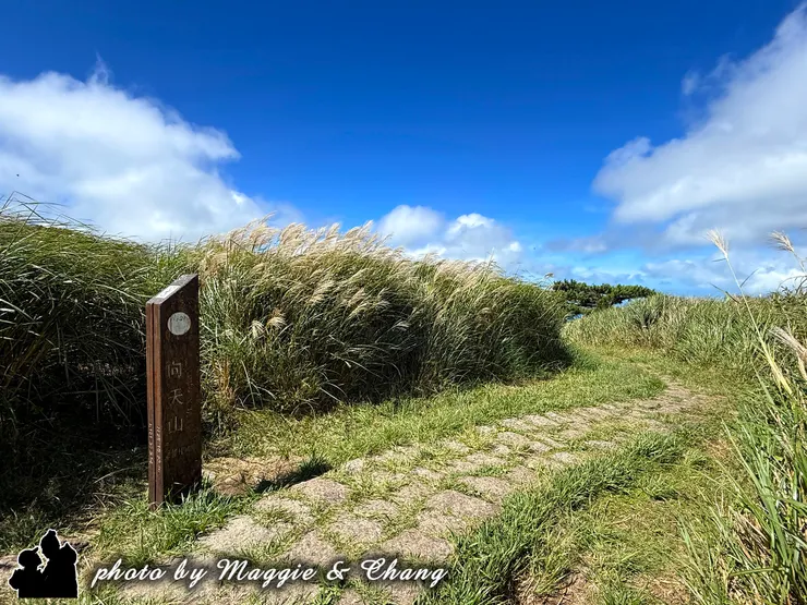 藍天白雲下,面天山的山徑蜿蜒而下,石階間鋪著柔軟的青草。山風吹過,路旁的芒花隨風搖曳,閃著銀白的光。遠處松樹枝影輕晃,整個畫面靜謐又充滿生氣,彷彿走進秋天山林的溫柔懷抱。