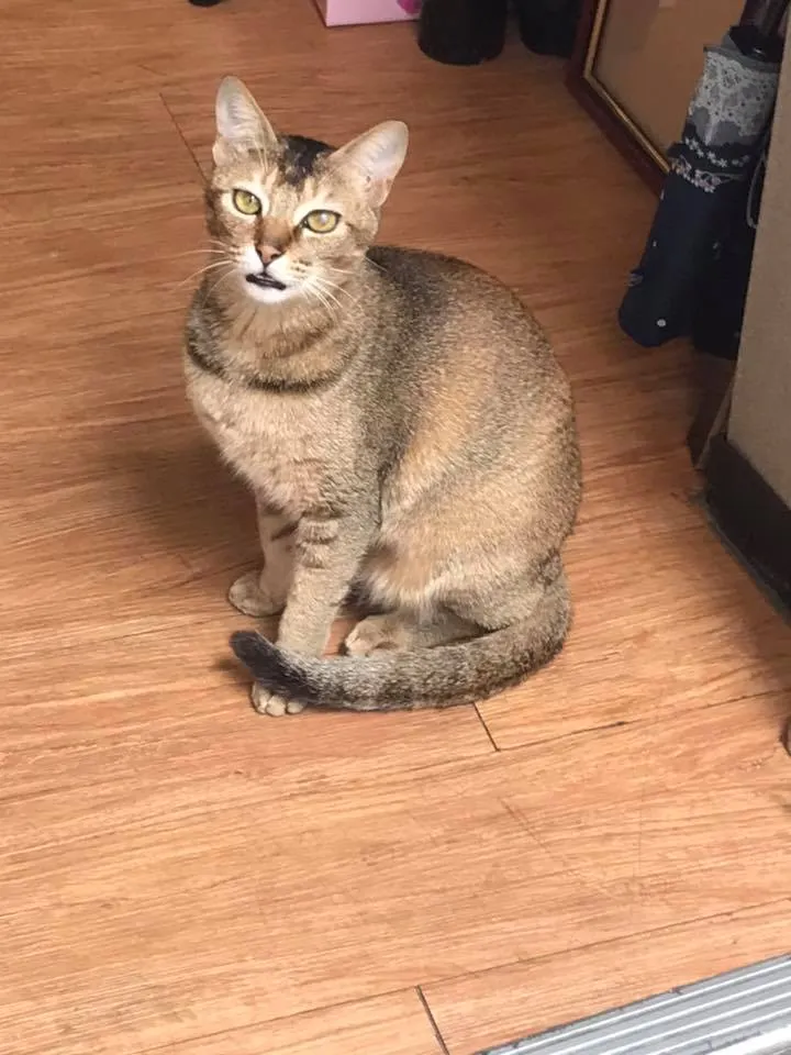 來「我在」看看書，看看貓