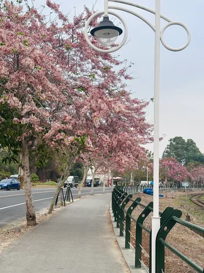［彰化］二水花旗木鐵道｜與火車相遇的瞬間