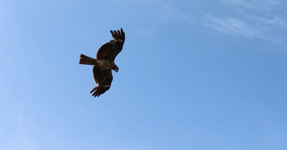 新時代的草莓園